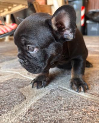 Bouledogue francesi