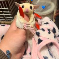 Petauri dello zucchero