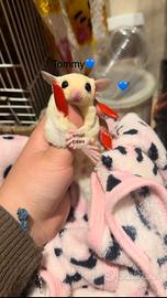 Petauri dello zucchero