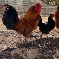 Galli e galline padovane da cova