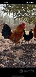 Galli e galline padovane da cova