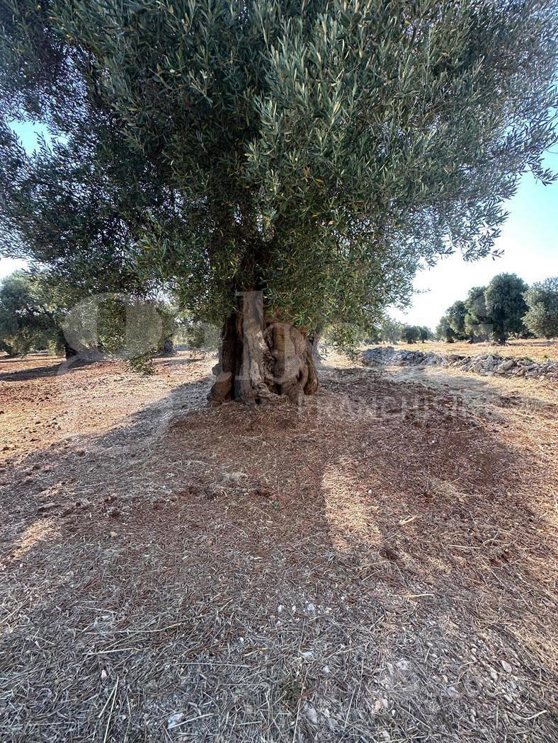 Terreno Agricolo Ostuni [Cod. rif 3331405VRG] - Vista 2