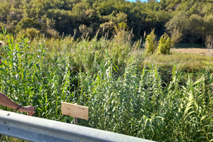 Terreno 1800 MQ castelliri (Fr)