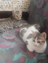 Cuccioli di gatto