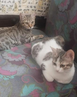 Cuccioli di gatto
