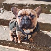 Bulldog francese