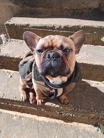 Bulldog francese