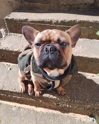 Bulldog francese