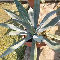 piante varie 