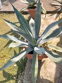 piante varie 