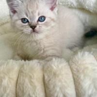 Gattino British Short-Hair