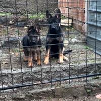 Cuccioli di Pastore Tedesco
