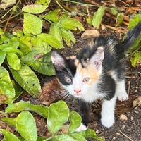 Si regalano 2 gattine