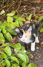 Si regalano 2 gattine