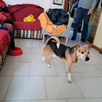 Jack russel/beagle