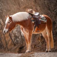 Cavalla Haflinger - Anno 2014