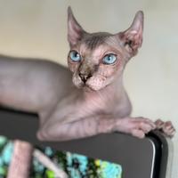 Femmina Sphynx