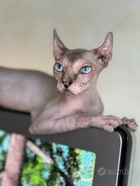 Femmina Sphynx