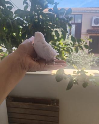 Inseparabili
