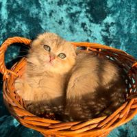 Gattina Scottish Fold