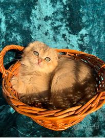 Gattina Scottish Fold