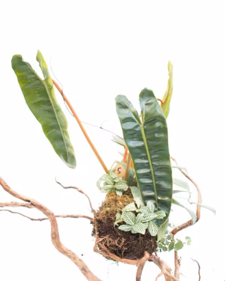 Kokedama Billitiae e Hoya Fitchii
