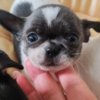 Chihuahua femmina