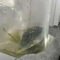 Disponibile alga per reattore sump