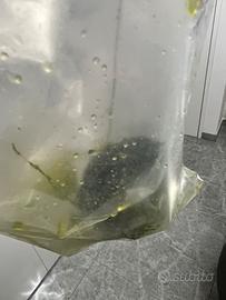 Disponibile alga per reattore sump