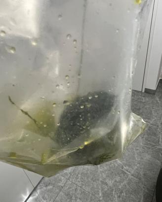 Disponibile alga per reattore sump
