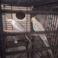 Uccelli