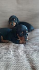 Bassotto Tedesco Cucciole