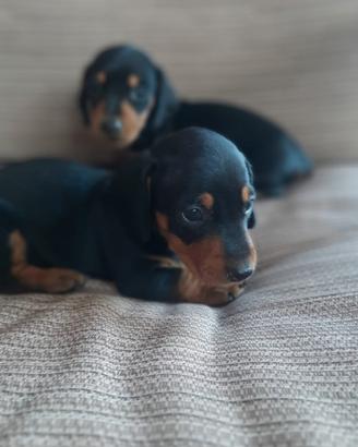 Bassotto Tedesco Cucciole