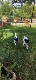 Jack russel