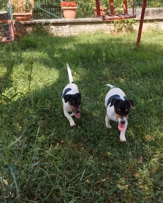 Jack russel