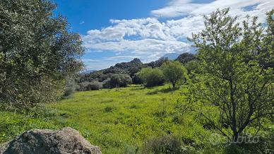 Località Badde Manna- Terreno Agricolo