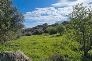 Località Badde Manna- Terreno Agricolo