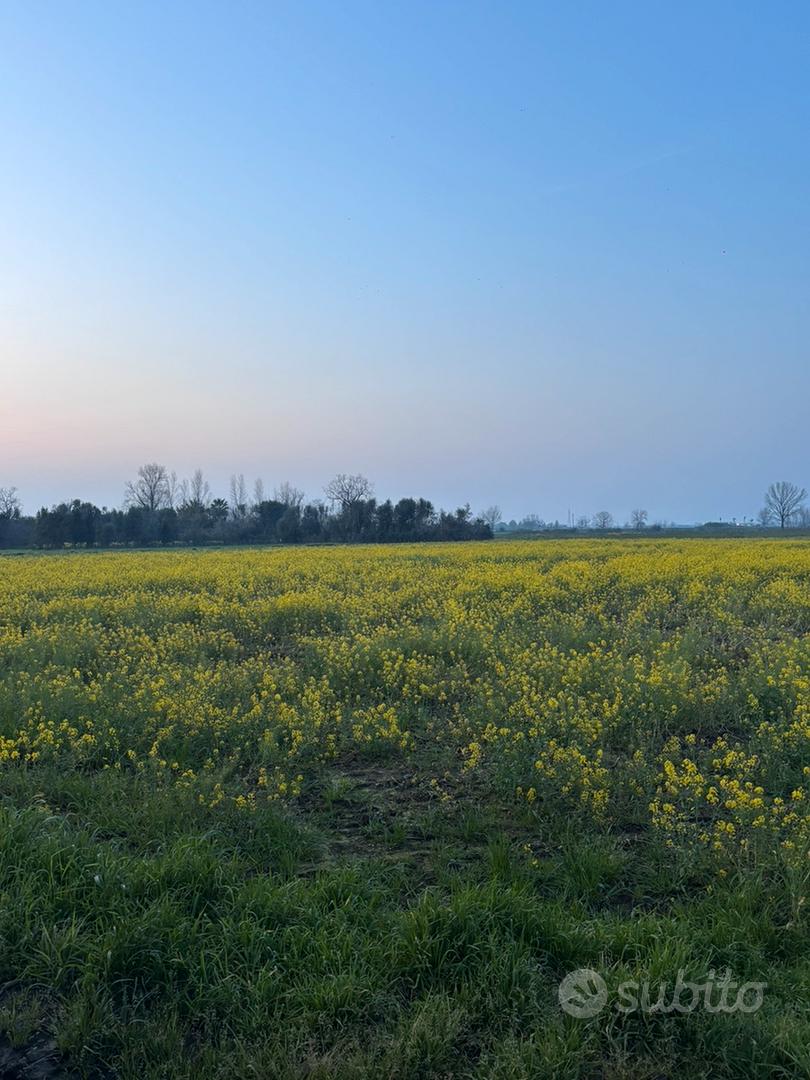 Terreno agricolo situato a Marcianise - Vista 5