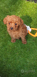 Barboncino mini fulvi