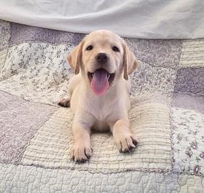 Labrador cuccioli occhi verdi ENCI