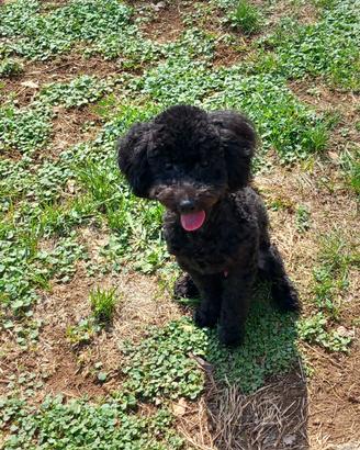 Cucciolo di barboncino pronto per l adozione