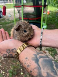 Cavie peruviane