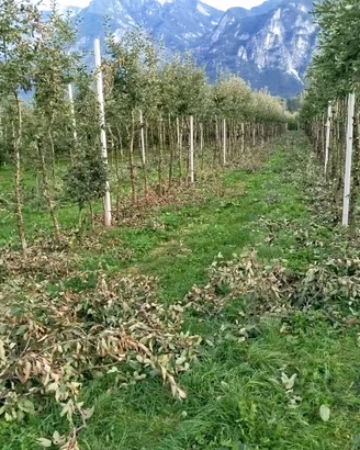 Legna di melo