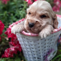 Cocker Spaniel Inglese Cuccioli