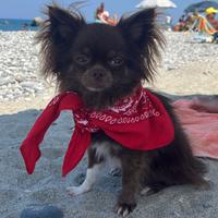 Chihuahua maschio per accoppiamento