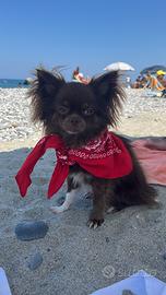 Chihuahua maschio per accoppiamento