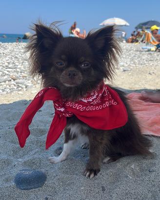 Chihuahua maschio per accoppiamento