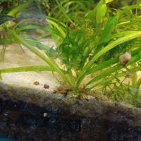 piante acquario 