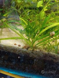 piante acquario 