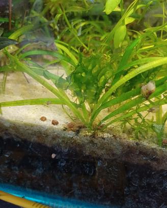 piante acquario 